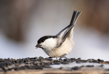 Coal Tit Standing on the Ground Feeding on Seeds