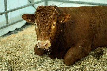 A bull in the stall. Agriculture.