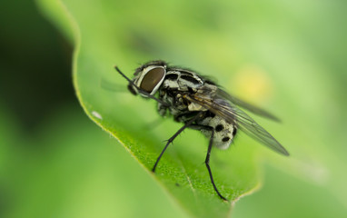Naklejka premium closeup of a fly on leaf