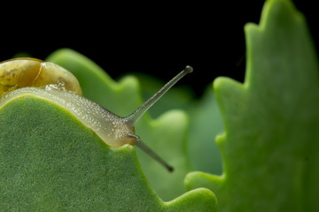 small slug sitting on a leaf