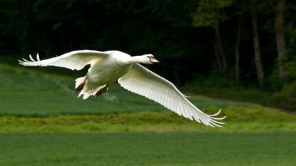 closeup of a flying swan