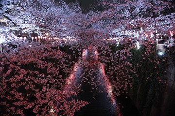 Sakura in Meguro
