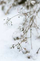 dry plants under snow in winter in a frosty wild field