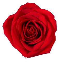 Red rose isolated on background