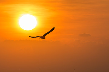 Fototapeta na wymiar Seagull Bird flying freedom in bright orange sunlight background with the sun, Freedom under the sun concept