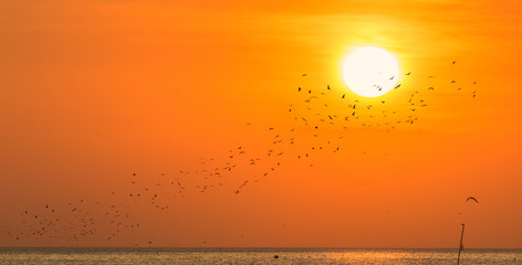 Panorama view of a lot of  silhouette birds flying toward the sun at sunset by the sea, Fly to your dream concept