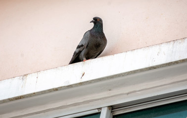City Pigeon Perched on a Ledge on a Window.