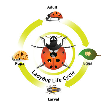 Ladybug life cycle object vector for graphic design or artist.