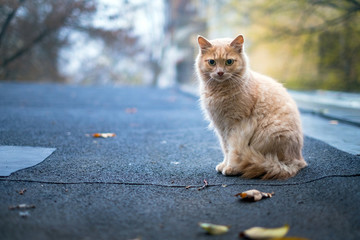 Naklejka na ściany i meble Homeless cat is sitting on a bitumen roof. The problem of abandoned animals.