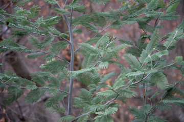 Leaves and trunks of young trees, acacia Corniger close-up.