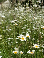 field of daisies