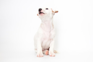 Jack Russell Terrier puppy on white background