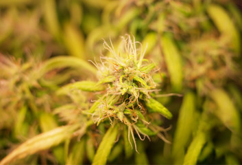 Green marijuana plants focus background