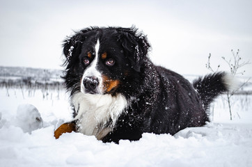 bernese mountain dog with snow on a nose on winter snowy weather. funny pet