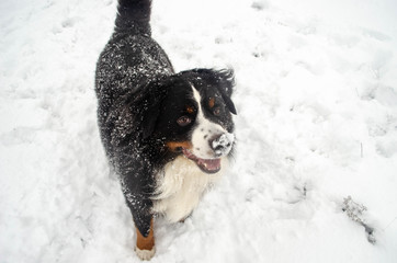 bernese mountain dog with snow on a nose on winter snowy weather. funny pet