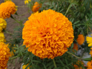 Beautiful Marigold Flowers