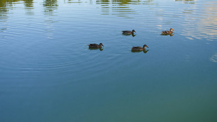 Patos  no lago