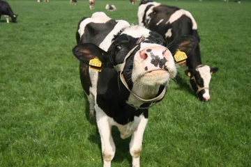 Foto op Plexiglas A grazing cow is a happy cow © MarkN