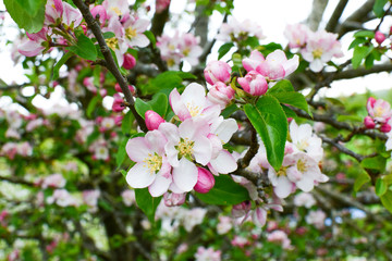 Blooming apple tree in a beautiful garden.  Close-up. Concept. card, postcard, wallpaper, printed products.