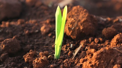 Corn seedlings with sunlight Thailand