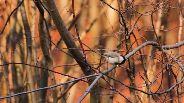 Great tit (Parus major) eating corn beans on a branch