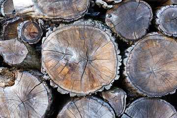 Wooden natural cut logs textured background