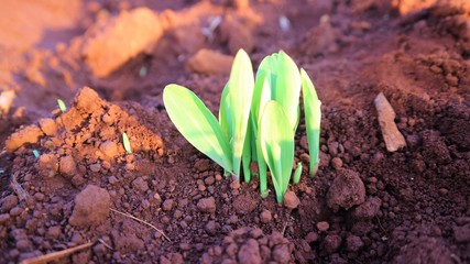 Corn seedlings with sunlight Thailand