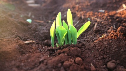 Corn seedlings with sunlight Thailand