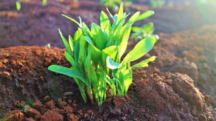 Corn seedlings with sunlight Thailand