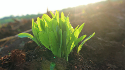 Corn seedlings with sunlight Thailand