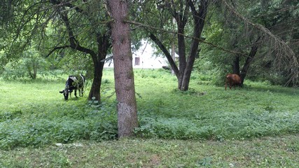 cows in the forest