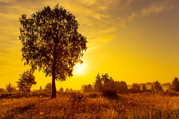 Birch on a summer morning. Golden sunrise in Russia.