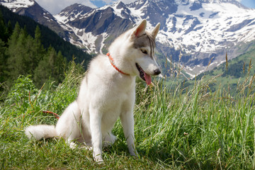 Siberian husky standing on a mountain in the background of mountains. Dog on the background of a natural landscape.