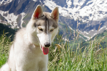 Siberian husky standing on a mountain in the background of mountains. Dog on the background of a natural landscape.