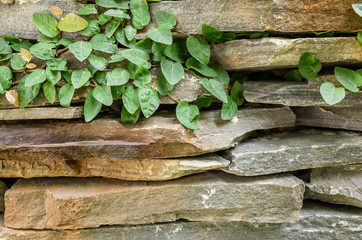 wall with green moss background