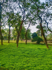 Picture of tree over green grass in Bangladesh