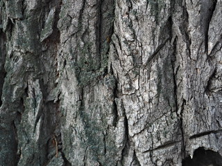 Bark and textured background of an ancient tree. Countryside. Exotic bark.