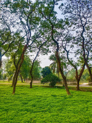 Fototapeta na wymiar Picture of tree over green grass in Bangladesh