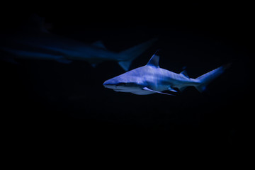 Nice big white shark in the dark nature danger fish aquarium hobby attack