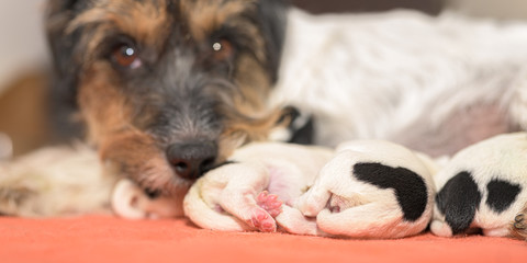 Pups on the day of birth. 0 days old. Purebred very tiny Jack Russell Terrier baby dogs with her...