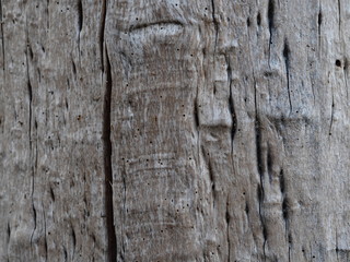 Bark and textured background of an ancient tree. Countryside. Exotic bark.