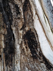 Bark and textured background of an ancient tree. Countryside. Exotic bark.