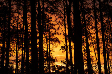 Sunset behind pine trees 