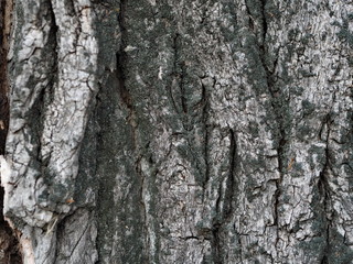 Bark and textured background of an ancient tree. Countryside. Exotic bark.