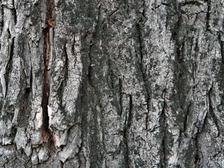 Bark and textured background of an ancient tree. Countryside. Exotic bark.
