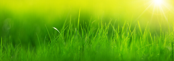 Fresh green grass background with sunlight in summer