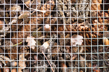 close up of an insect hotel