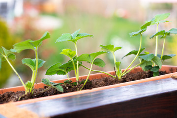 strawberry seedlings in a plant pot