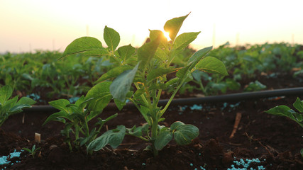 potato 5 weeks old seedlings Planted in Thailand 