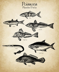 Gravures anciennes poissons N°9/12